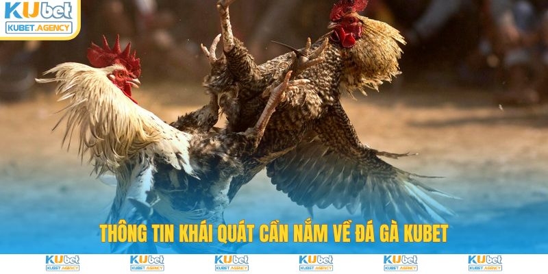 Khái quát thông tin cần nắm về đá gà Kubet